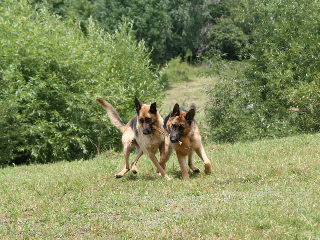 Euro si Julia von Bienenwald la Valea Ierii, 2009