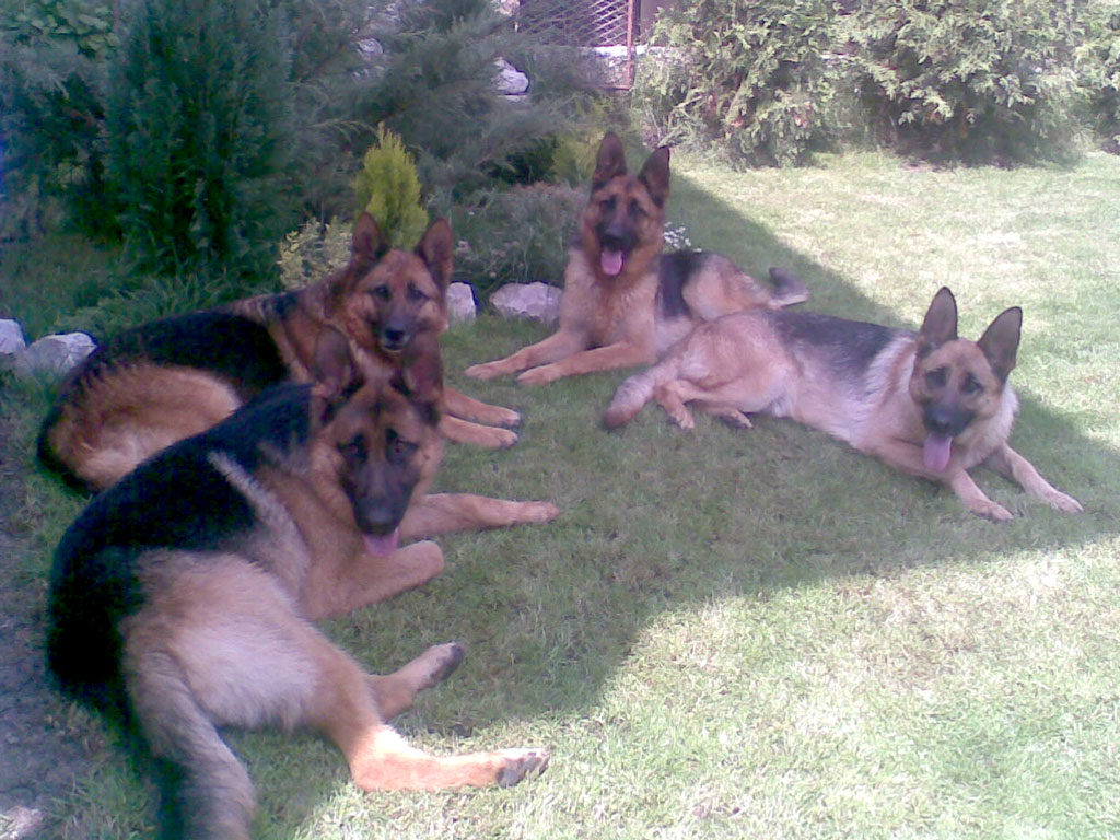 Rocco, Ria mare, Ria mica si Julia von Bienenwald