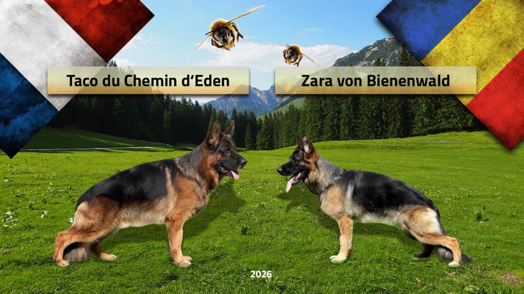 Taco du Chemin d'Eden & Zara von Bienenwald