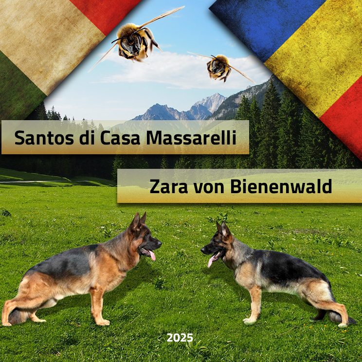 Monta ciobanesc german – Santos di Casa Massarelli & Zara von Bienenwald