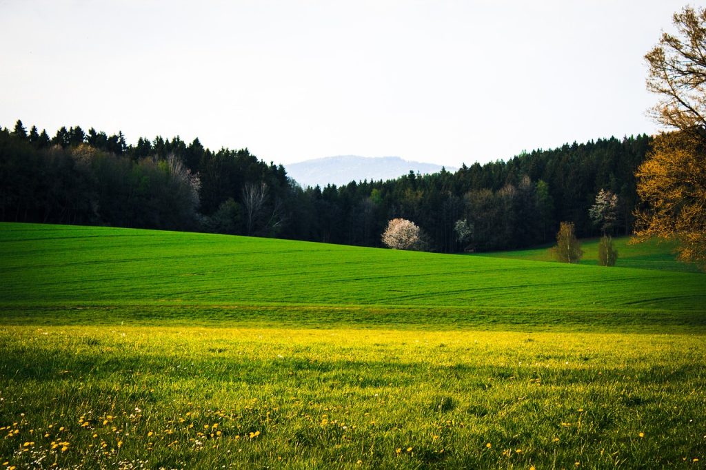 Canisa ciobanesc german von Bienenwald