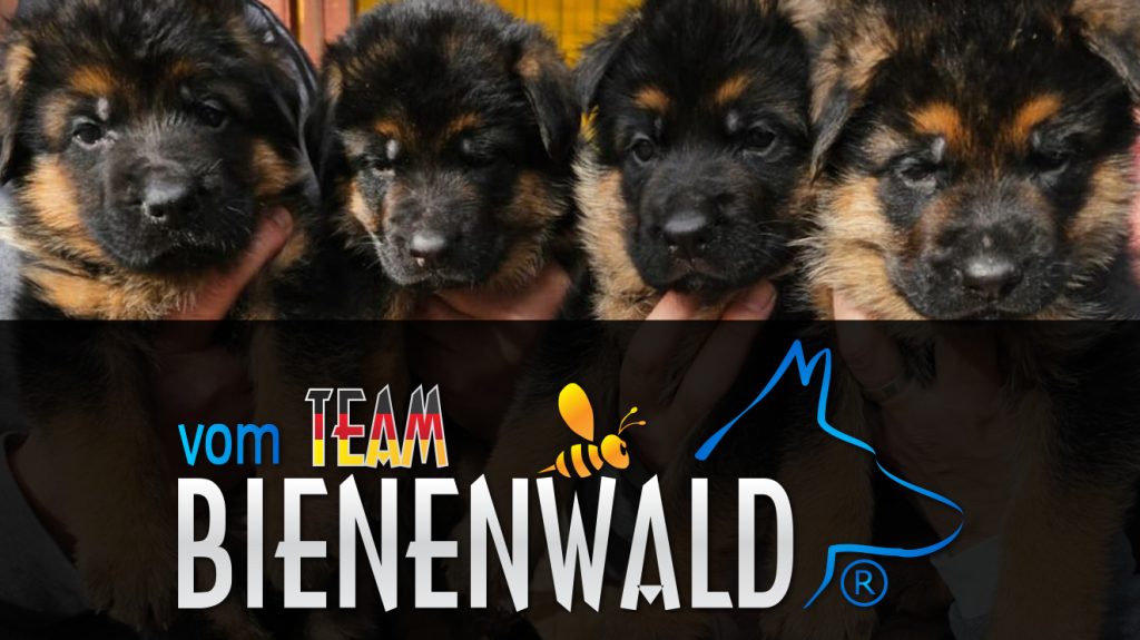 Canisa Ciobanesc German vom Team Bienenwald