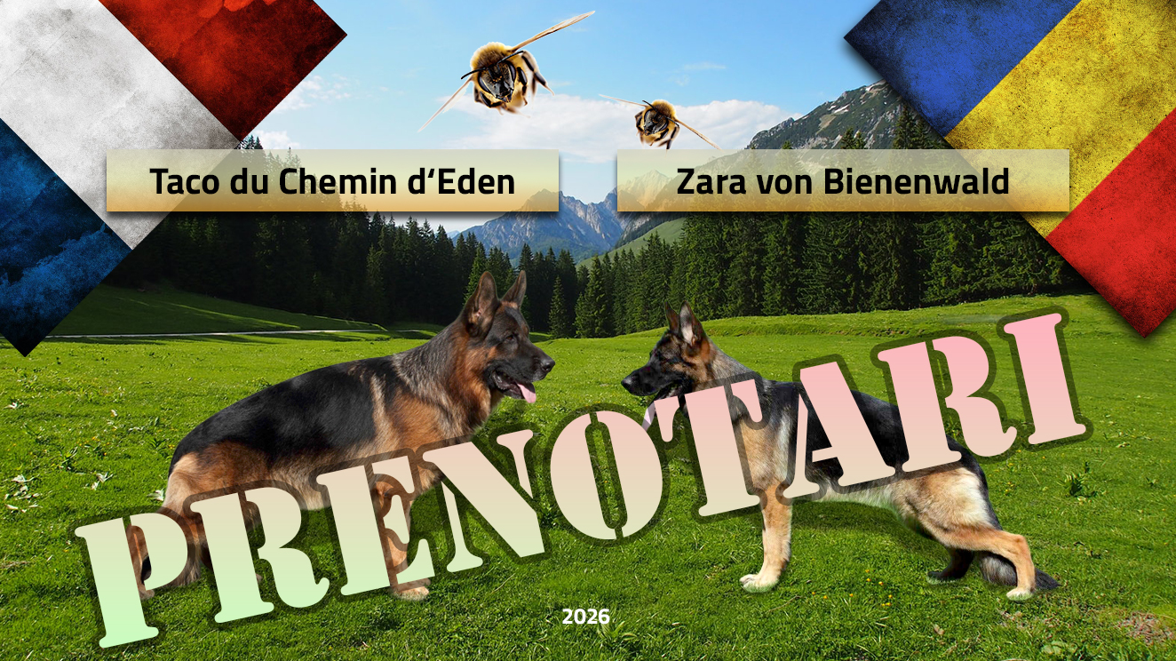 Prenotari pui ciobanesc german – Taco du Chemin d‘Eden & Zara von Bienenwald