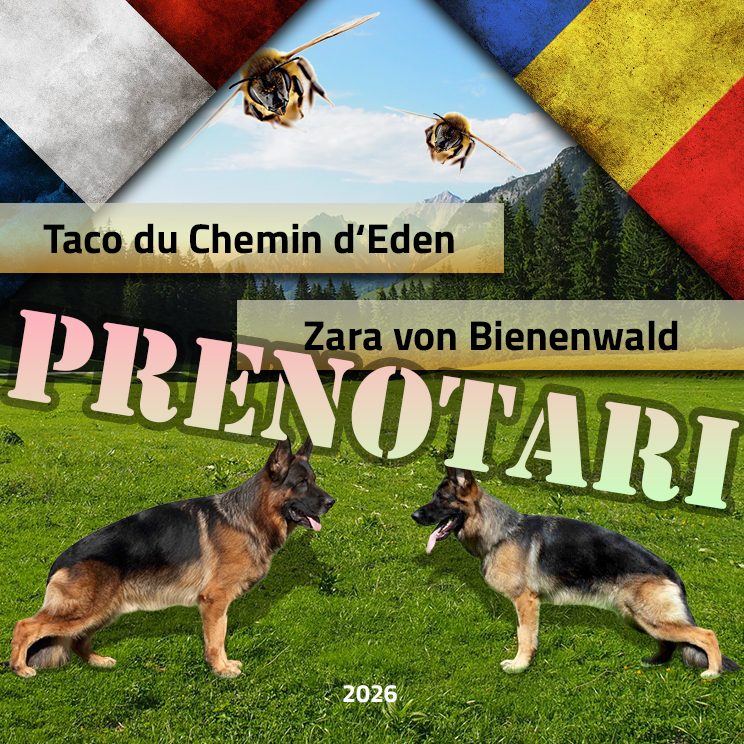Prenotari pui ciobanesc german – Taco du Chemin d‘Eden & Zara von Bienenwald Prenotari pui ciobanesc german – Taco du Chemin d‘Eden & Zara von Bienenwald