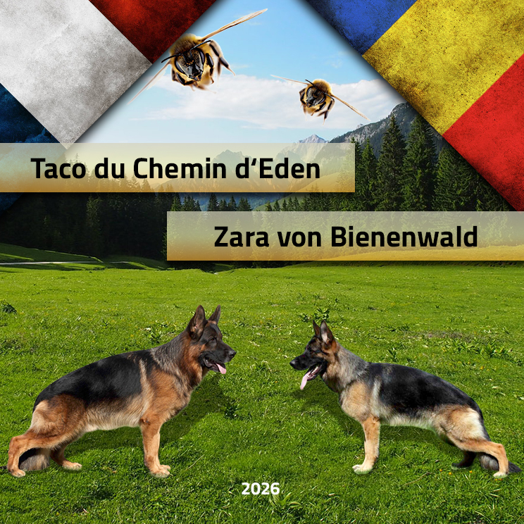 Monta ciobanesc german – Taco du Chemin d‘Eden & Zara von Bienenwald Monta ciobanesc german – Taco du Chemin d‘Eden & Zara von Bienenwald