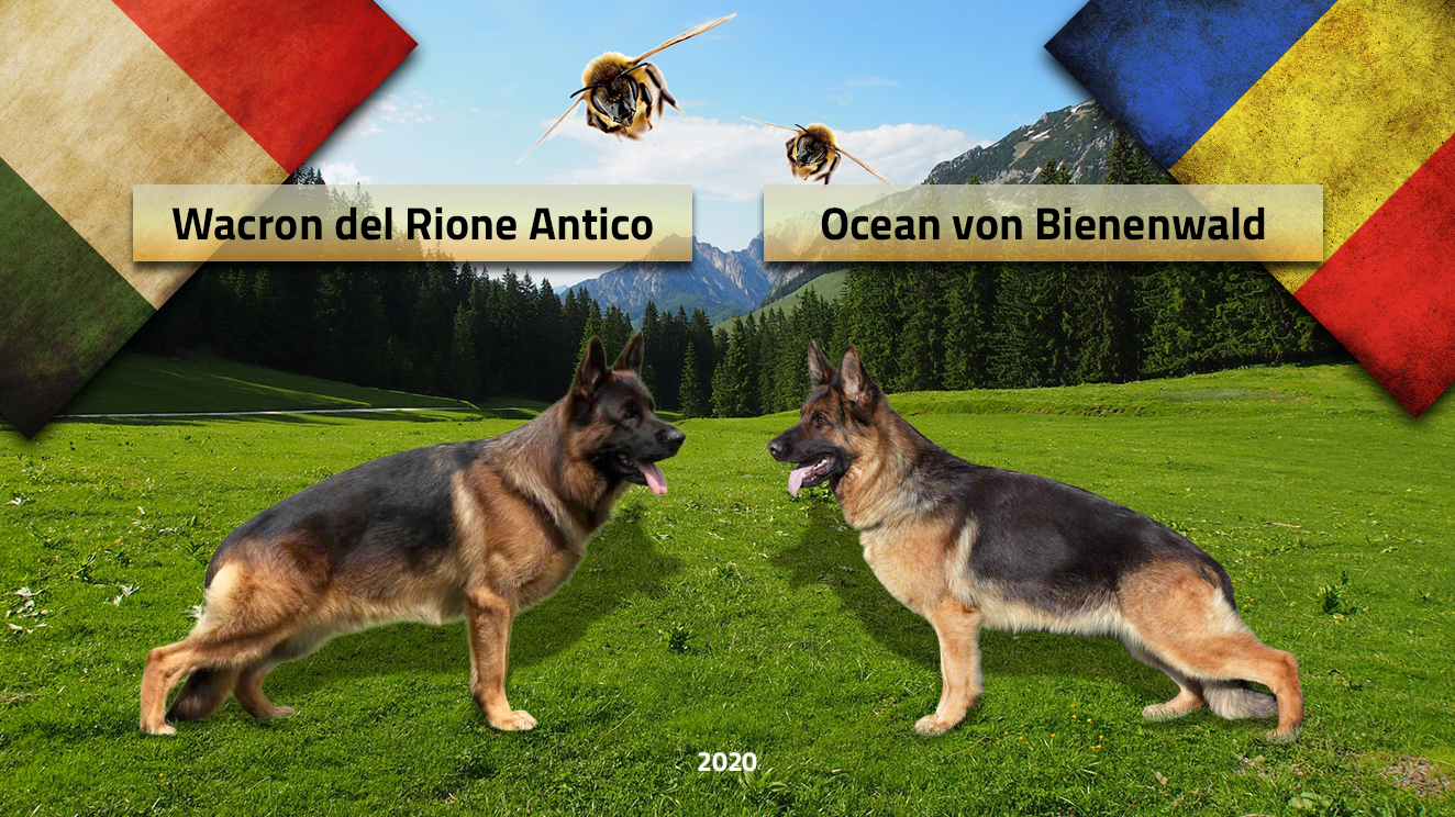 Monta ciobanesc german – Wacron del Rione Antico & Ocean von Bienenwald