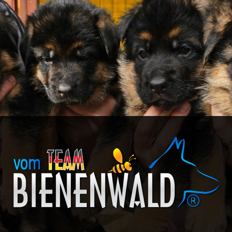 Canisa vom Team Bienenwald 2024 Canisa vom Team Bienenwald 2024