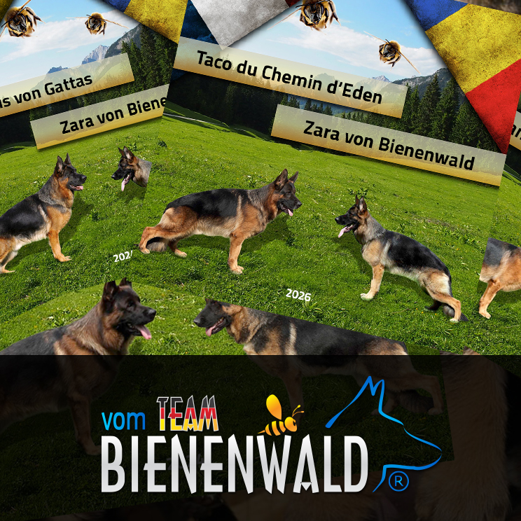 Ein neues Kapitel Kennel vom Team Bienenwald 2024 Ein neues Kapitel Kennel vom Team Bienenwald 2024